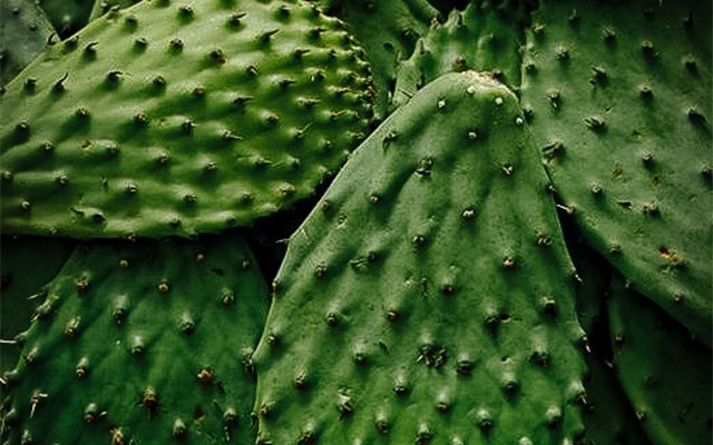 Porfirio’s Coyoacán | Restaurante de comida mexicana
